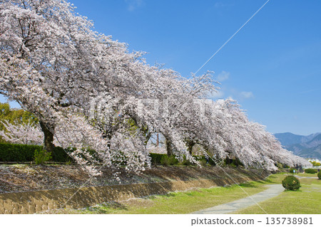 [Kanagawa Prefecture] Cherry blossom trees along the Mizunashi River 135738981