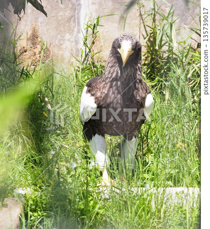 St. Pear St. Pear 135739017