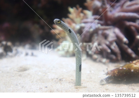 Coral and Garden Eels 135739512