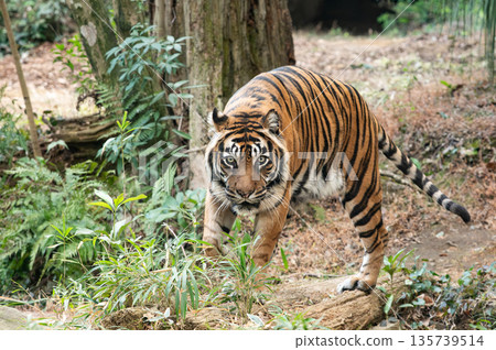 一隻老虎直視前方 135739514