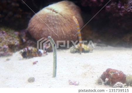 珊瑚鰻和花園鰻 135739515