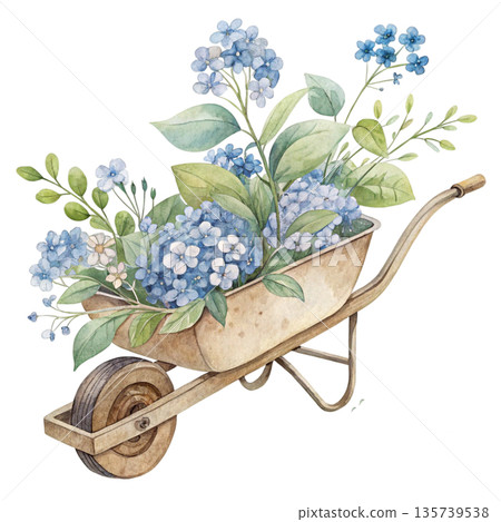 Soft watercolor illustration of a wheelbarrow with blooming blue flowers and green leaves white background  135739538