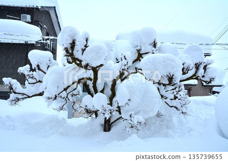 Persimmon tree in the garden covered in heavy snow Persimmon tree in the garden covered in heavy snow 135739655