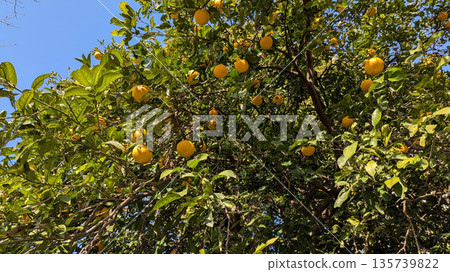 柚子樹 135739822