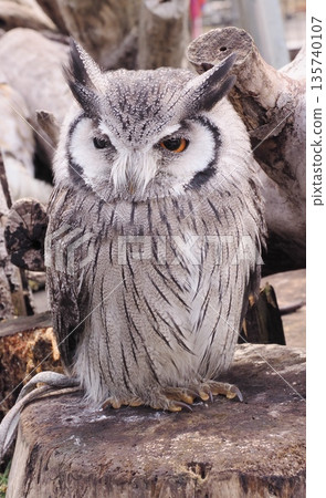 owl owl 135740107