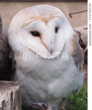 Barn owl Barn owl 135740130