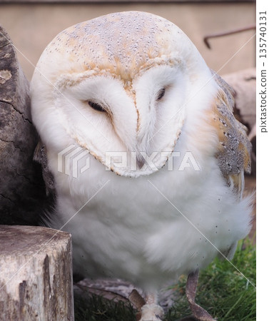 倉owl 倉owl 135740131