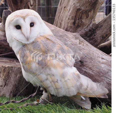 Barn owl Barn owl 135740133