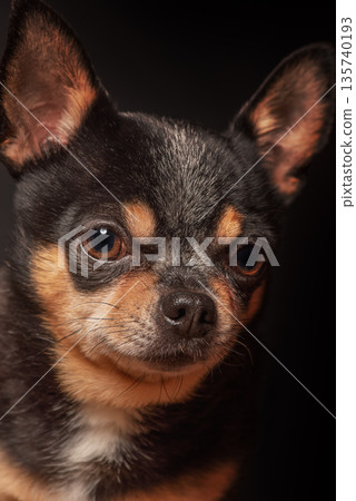 A tricolor Chihuahua dog of black, red, and white. A tricolor Chihuahua dog of black, red, and white. 135740193