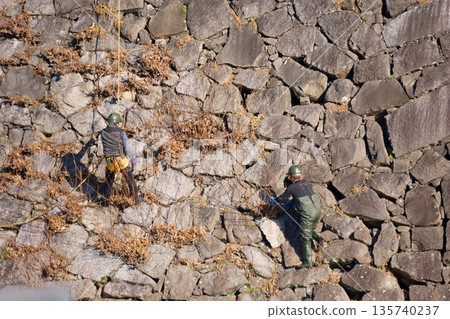 一個人正在從石牆縫隙裡拔雜草。 135740237