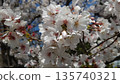 Cherry blossoms blooming① 135740321
