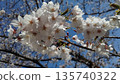 Cherry blossoms blooming② 135740322