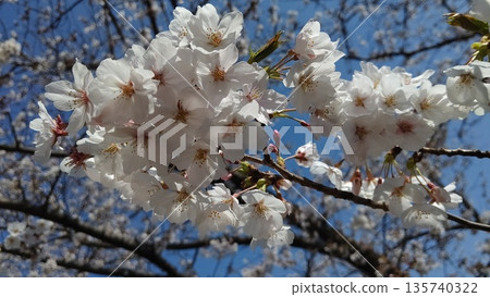 櫻花盛開② 櫻花盛開② 135740322