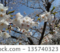 Cherry blossoms blooming③ 135740323