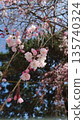 Cherry blossoms blooming ④ 135740324