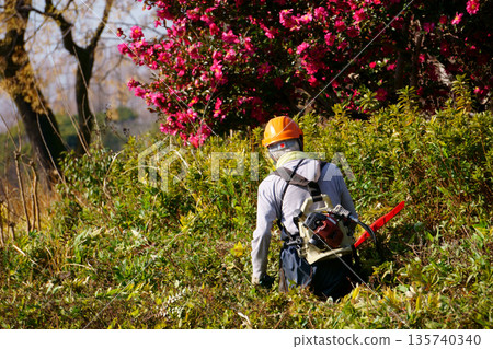 Man trimming a tree with a chainsaw 135740340