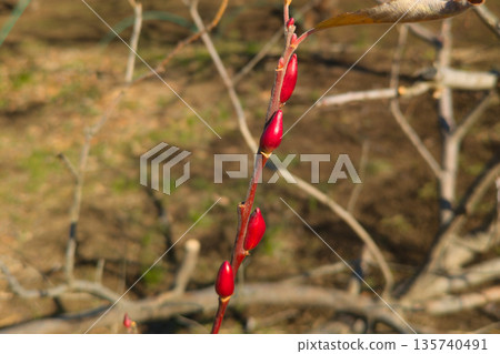 紅柳 135740491