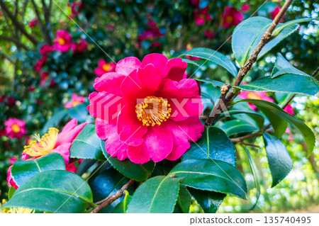 重瓣山茶花的紅色花朵 135740495