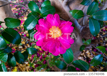 重瓣山茶花的紅色花朵 135740496