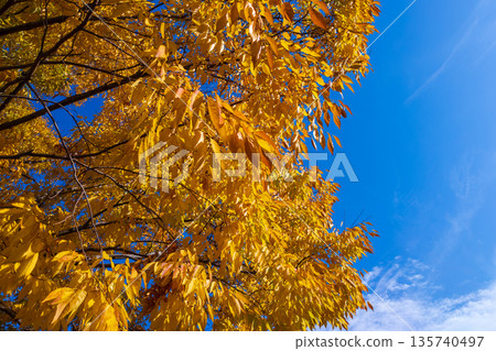 Yellow leaves shining against a refreshing blue sky Yellow leaves shining against a refreshing blue sky 135740497