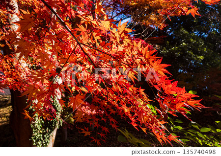 The sun shines on the maple branches, making the leaves sparkle. The sun shines on the maple branches, making the leaves sparkle. 135740498