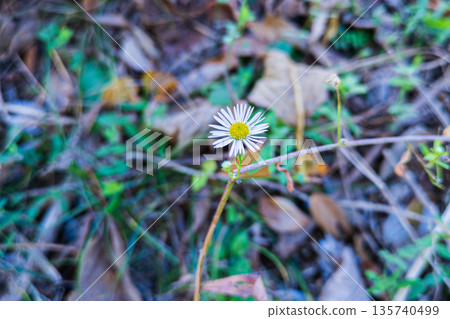 A single small daisy flower blooming in a late autumn field A single small daisy flower blooming in a late autumn field 135740499