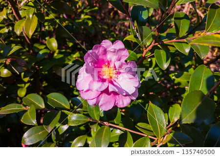 粉紅色重瓣山茶花 粉紅色重瓣山茶花 135740500