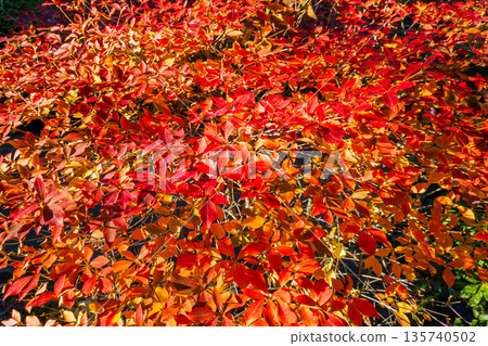 吊鐘花（Enkianthus campanulatus）的鮮紅色秋葉 135740502
