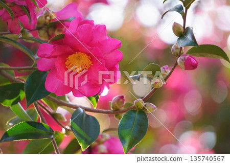 Red camellia against a bokeh background 135740567