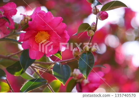 紅色山茶花,形狀像山茶花 紅色山茶花,形狀像山茶花 135740570