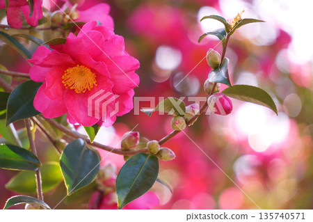 粉紅色和白色散景的山茶花 135740571