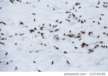 Sparrows in winter Sparrows in winter 135740586