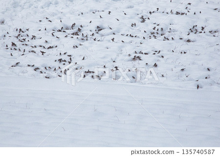 Sparrows in winter 135740587