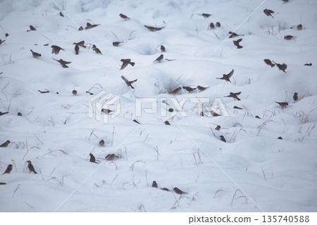 Sparrows in winter Sparrows in winter 135740588