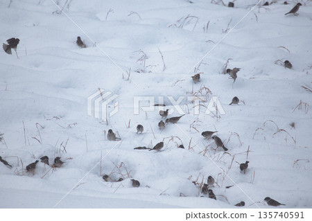 Sparrows in winter Sparrows in winter 135740591