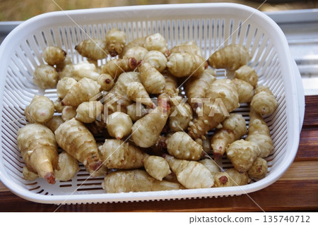 Jerusalem artichoke Jerusalem artichoke 135740712