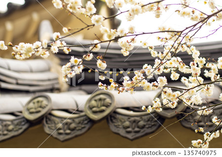 Korean Tile Roofs and Plum Blossom Trees Korean Tile Roofs and Plum Blossom Trees 135740975