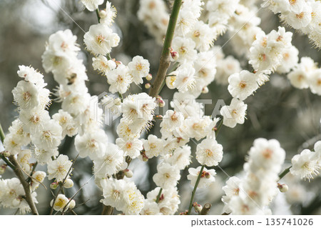 Plum Blossom Trees Herald Spring Plum Blossom Trees Herald Spring 135741026