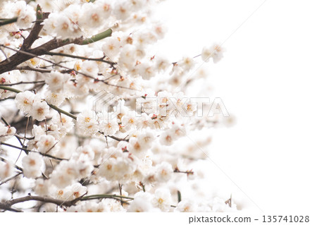 Plum Blossom Trees Herald Spring Plum Blossom Trees Herald Spring 135741028