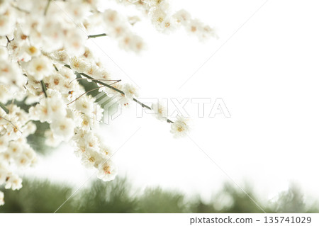 Plum Blossom Trees Herald Spring Plum Blossom Trees Herald Spring 135741029