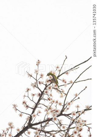 Plum Blossom Trees Herald Spring Plum Blossom Trees Herald Spring 135741030