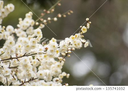 Plum Blossom Trees Herald Spring Plum Blossom Trees Herald Spring 135741032