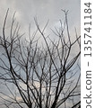 多雲的天空和死樹 135741184