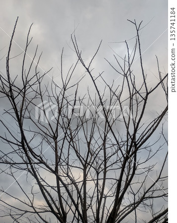 多雲的天空和死樹 135741184