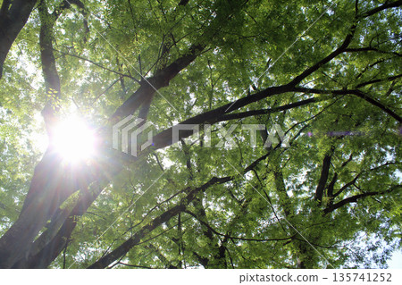 Sunlight green eco image 135741252