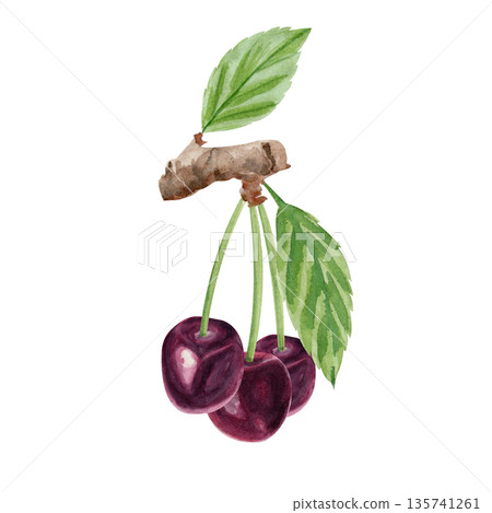 Cherry branch with ripe red fruit and green leaves, hand painted in soft watercolor style. Botanical illustration for food packaging, labels, menus, branding, organic products and seasonal design use 135741261