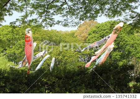 鯉魚流節日節日 鯉魚流節日節日 135741332