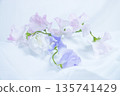 白色布料背景上點綴著淡色的香豌豆花 135741429
