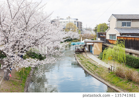 京都伏見直國船，櫻花盛開（人物和標誌已隱去） 135741981