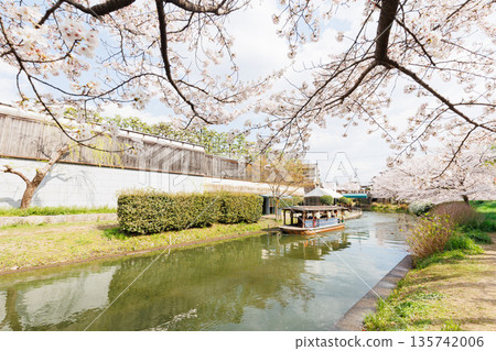 京都伏見直國船，櫻花盛開（人物和標誌已隱去） 135742006